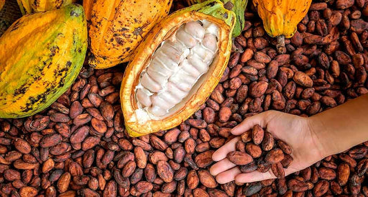 Cacao de la tribu Awajún